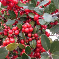 Yaupon, 'Pride of Houston'