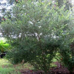 Yaupon, 'Pride of Houston'