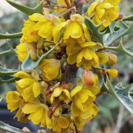 Agarita