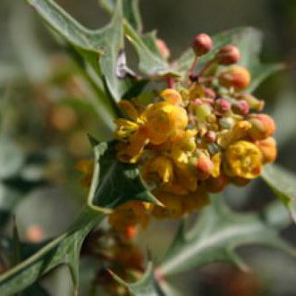 Agarita