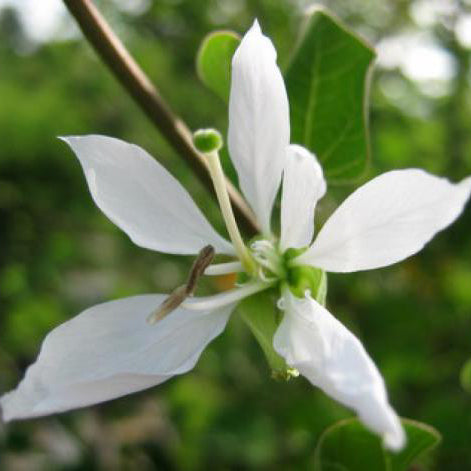 Anacacho Orchid Tree