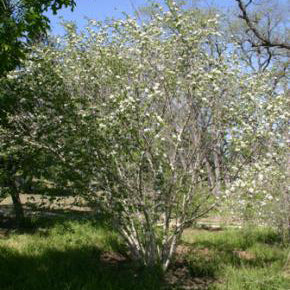 Anacacho Orchid Tree