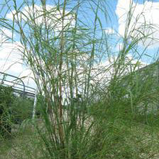 Muhly, Bamboo