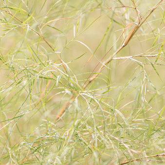 Muhly, Bamboo