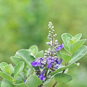 Beach Vitex