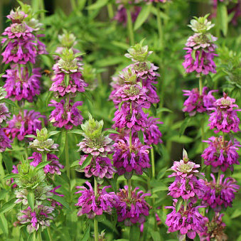 Beebalm, Lemon Mint