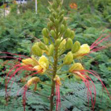 Bird of Paradise