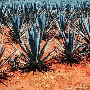 Agave, Blue (Century Plant)