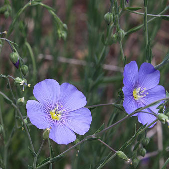 Blue Flax