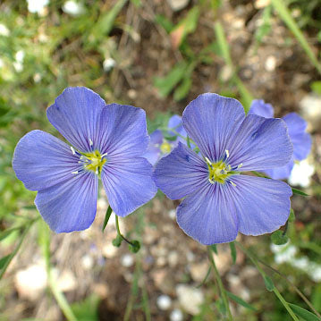 Blue Flax