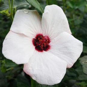 Rock Rose, Brazilian