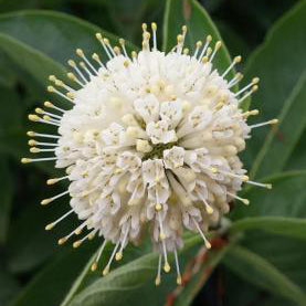 Button Bush