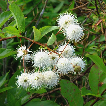 Button Bush