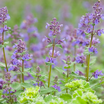 Catmint 'Walker's Low'