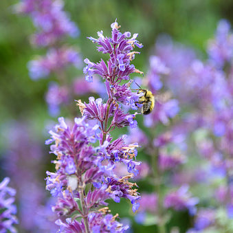 Catmint 'Walker's Low'