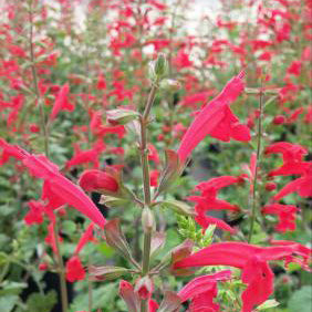 Salvia, Cedar