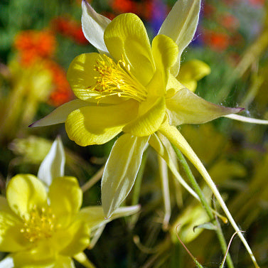 Columbine, Texas Gold