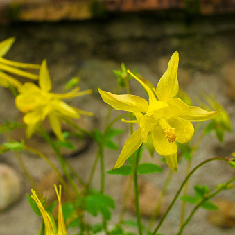 Columbine, Texas Gold