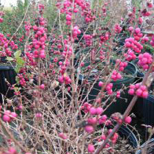 Dwarf Barbados Cherry