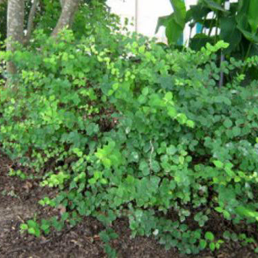 Dwarf Barbados Cherry