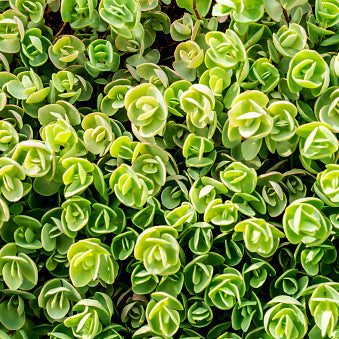 Sedum, Coral Reef