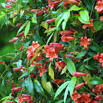 Crossvine, 'Tangerine Beauty'