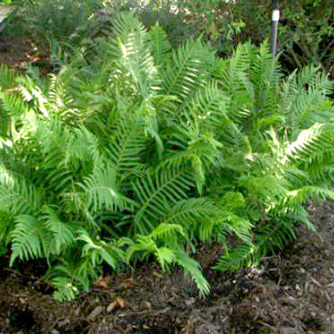 Fern, River (Southern Wood)