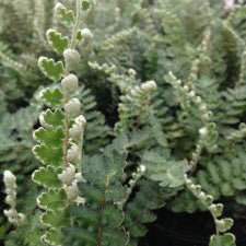 Fern, Wavy Scaly Cloak