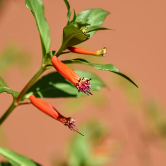 Firecracker Plant
