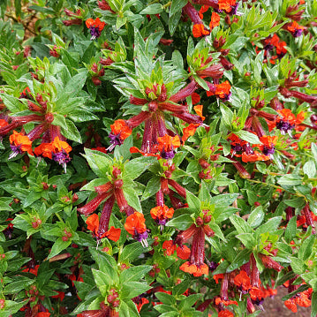 Firecracker Plant
