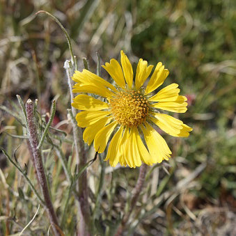 Four Nerve Daisy