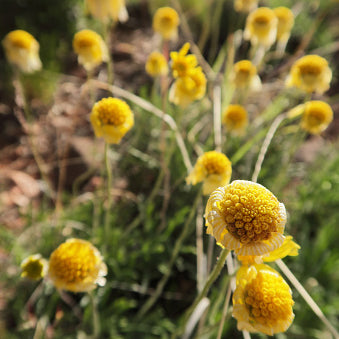 Four Nerve Daisy