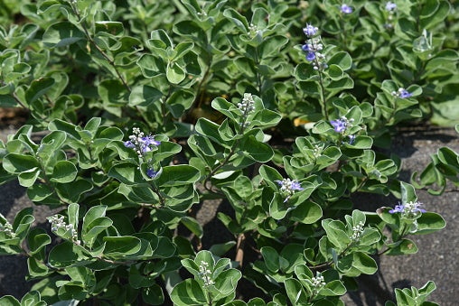 Beach Vitex