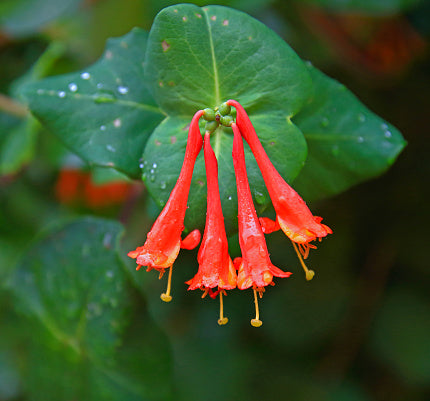 Honeysuckle, Coral