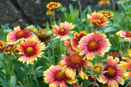 Blanketflower