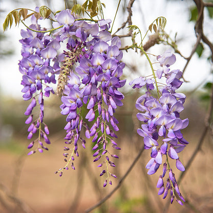 Texas Wisteria