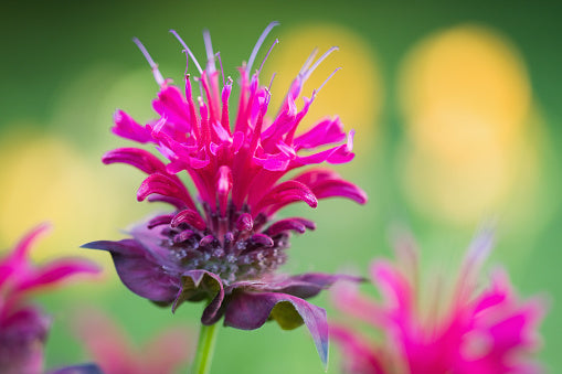 Beebalm, Lemon Mint