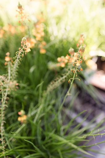 Bulbine, Orange