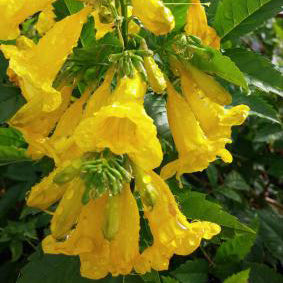 Esperanza 'Gold Star'