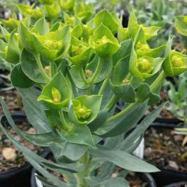 Gopher Plant – Plant Cowboy