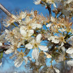 Mexican Plum