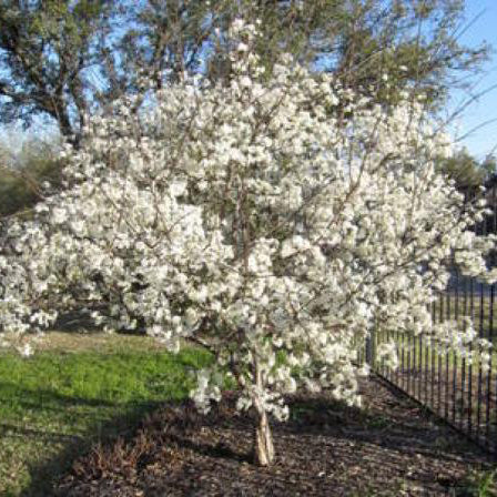 Mexican Plum