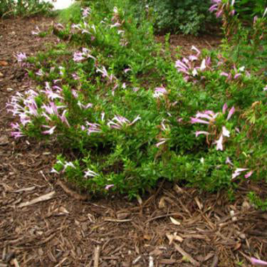 Mexican Oregano