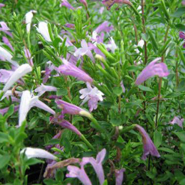Mexican Oregano
