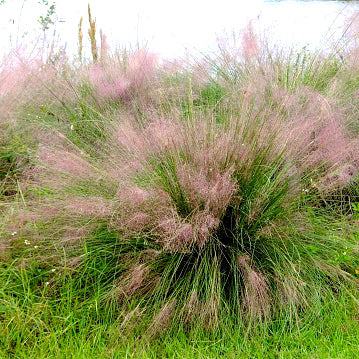 Muhly, Gulf Coast (pink)