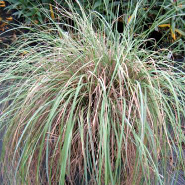 Muhly, Deer