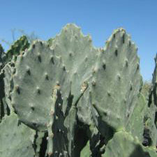 Prickly Pear, Old Mexico