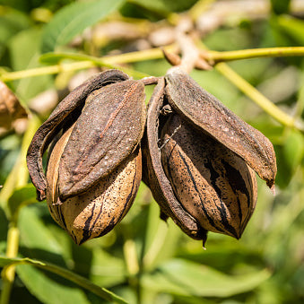 Pecan, Native