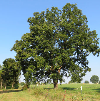 Pecan, Native