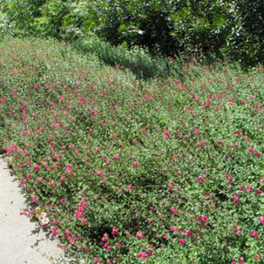 Skullcap, Pink